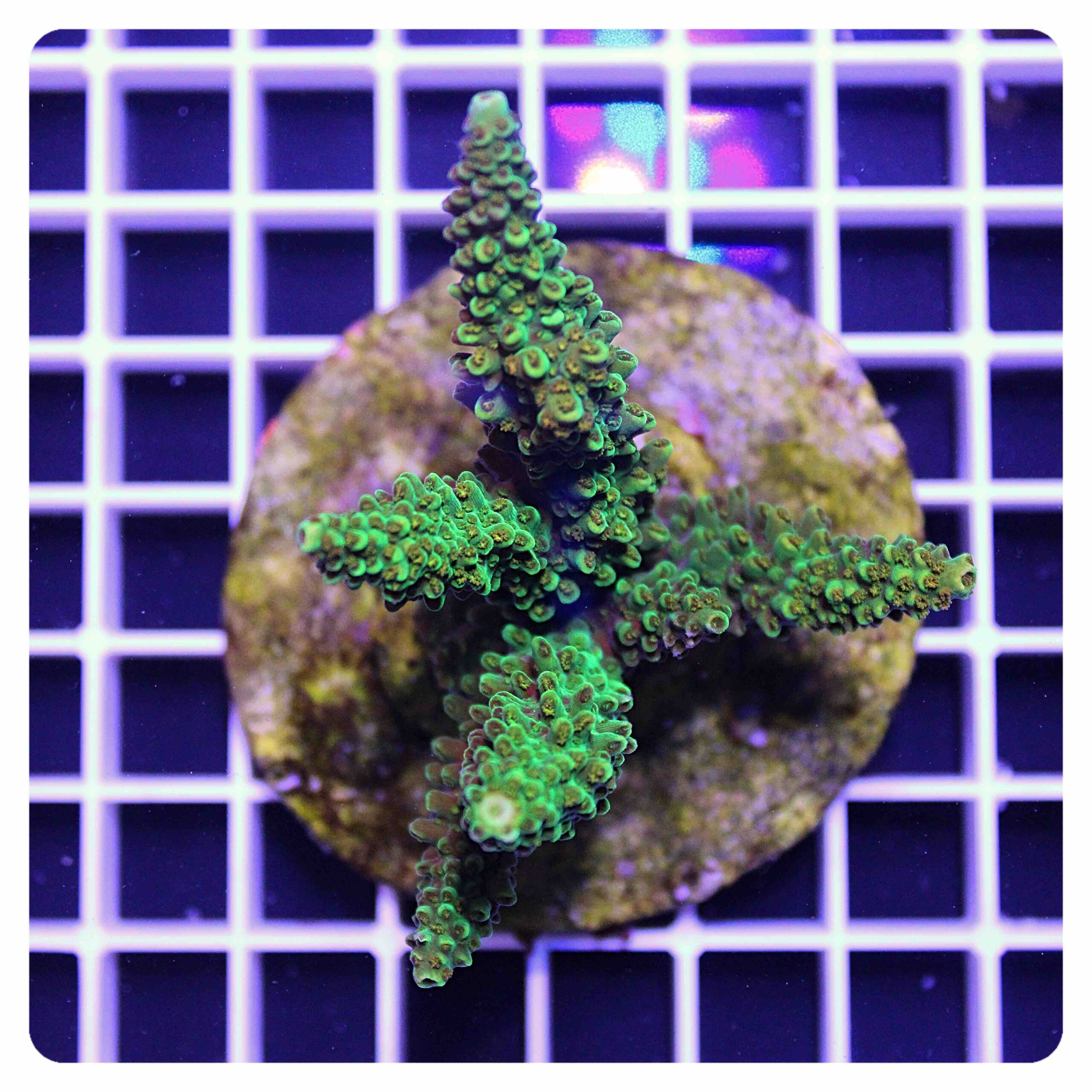 Acropora sp.
