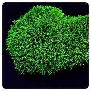 Pachyclavularia violacea