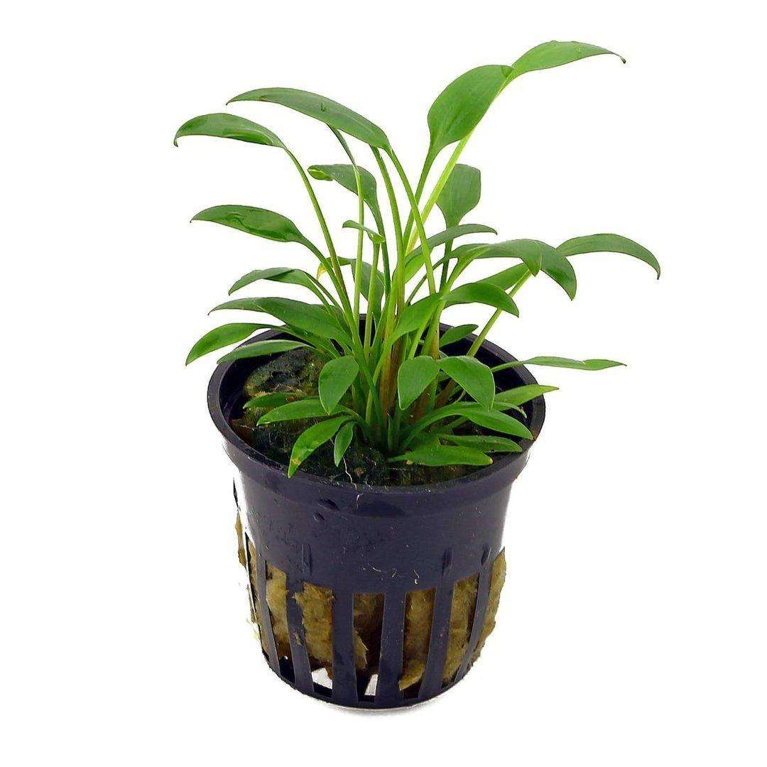 cryptocoryne-willisii-nevillii-topf