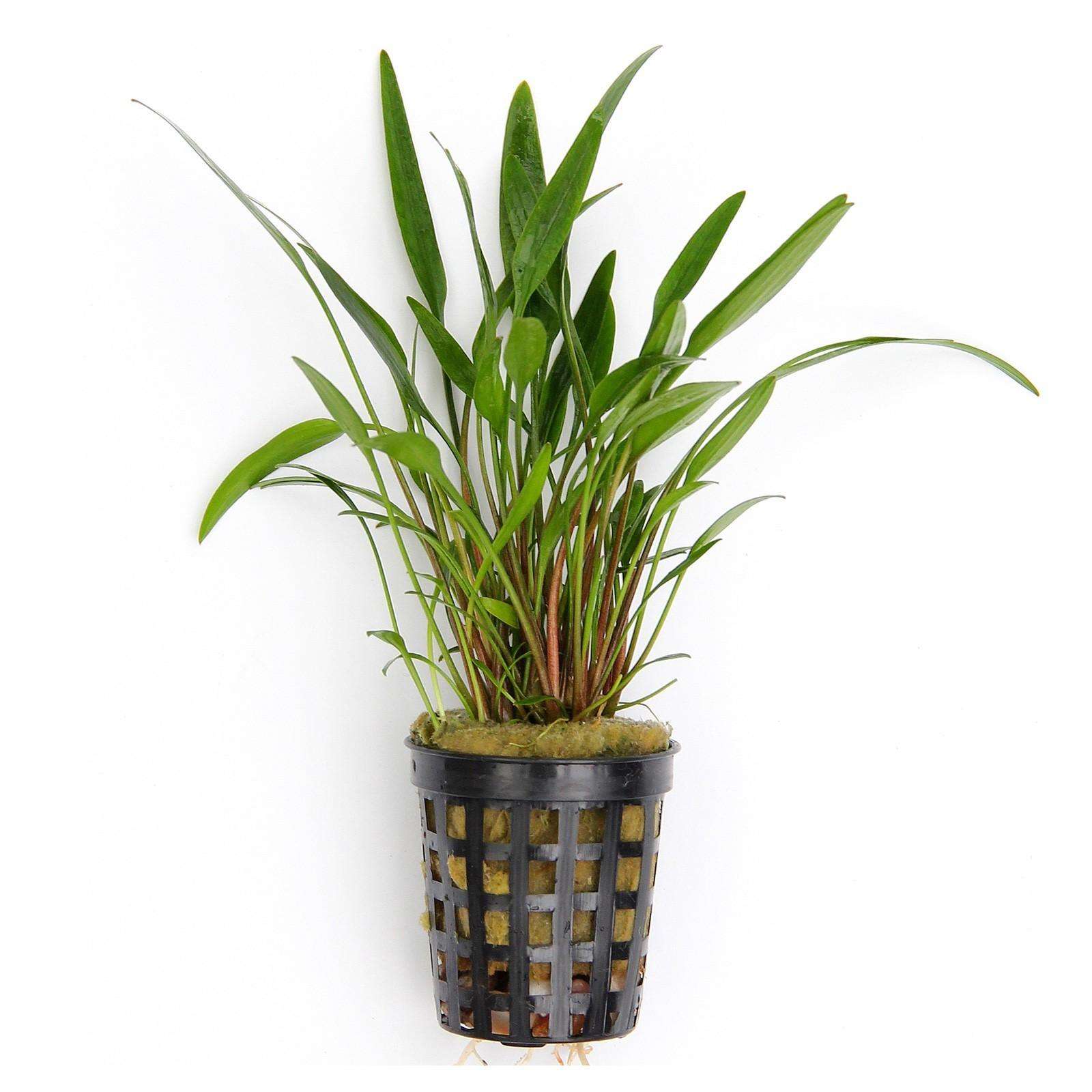 cryptocoryne-x-willisii-lucens