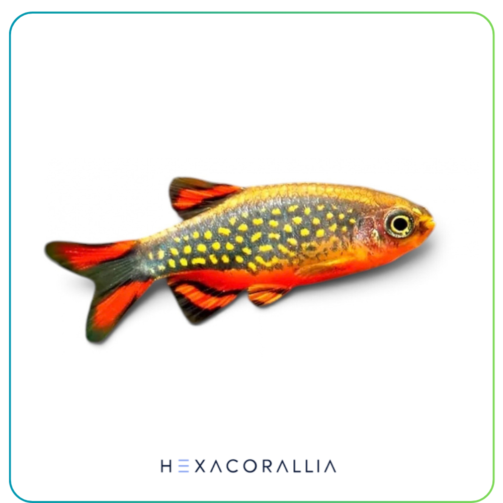 Danio margaritatus