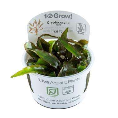 Cryptocoryne nurii cup Cryptocoryne nurii cup