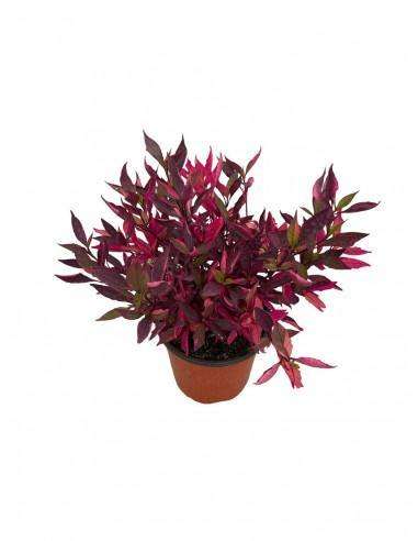 pianta-alternanthera-brasiliana-vaso-18cm