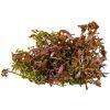 Rotala rotundifolia red cup