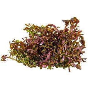 Rotala rotundifolia red cup