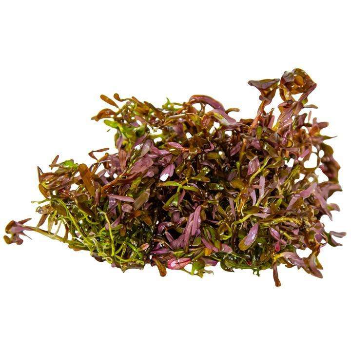 rotala red Rotala rotundifolia red cup