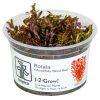 Rotala rotundifolia cup