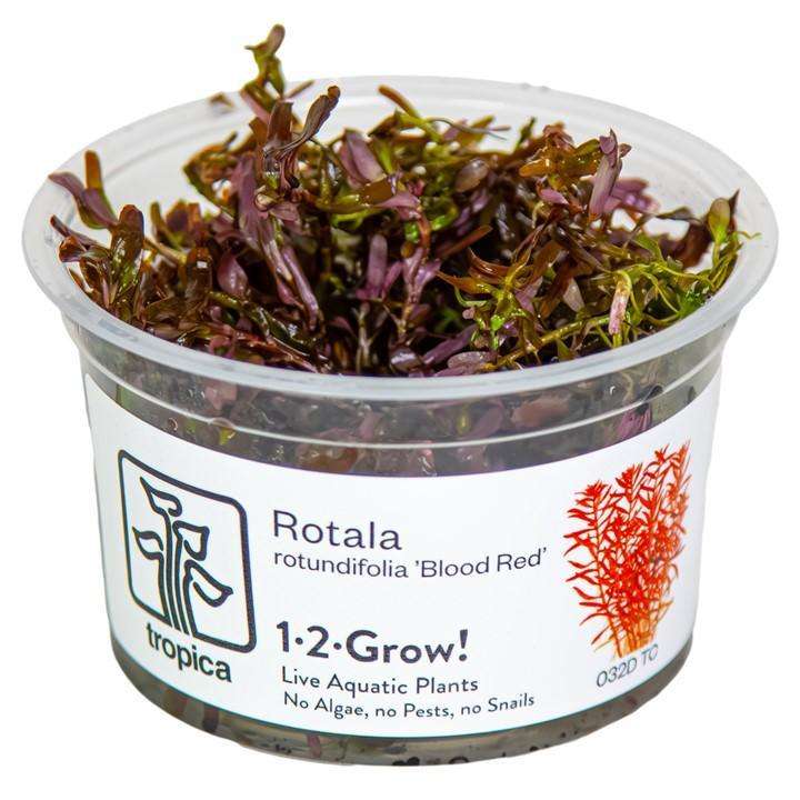 Rotala rotundifolia cup Rotala rotundifolia cup