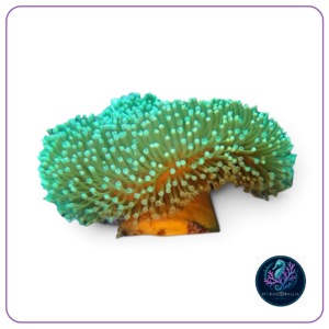 Sarcophyton spp. (Fluor Green)