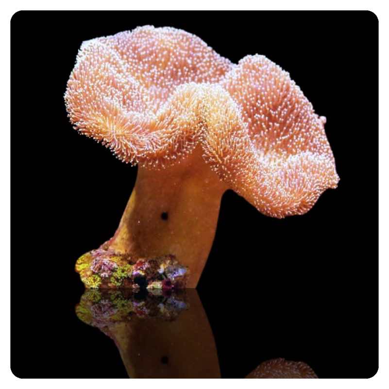 sarcophyton-sp-toadstool-mushroom Sarcophyton spp.