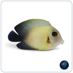 Acanthurus pyroferus
