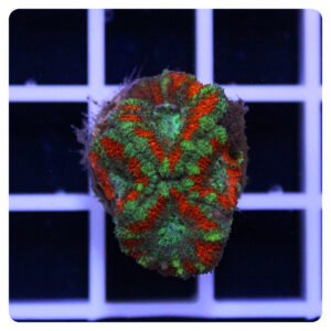 Acanthastrea lordhowensis