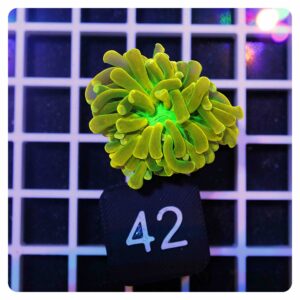 Euphyllia glabrescens banana torch