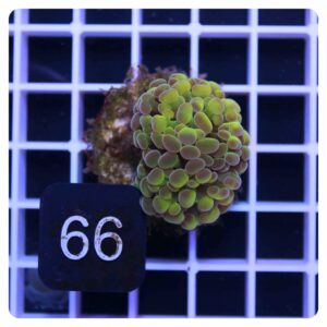 Euphyllia parancora