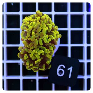 Euphyllia parancora