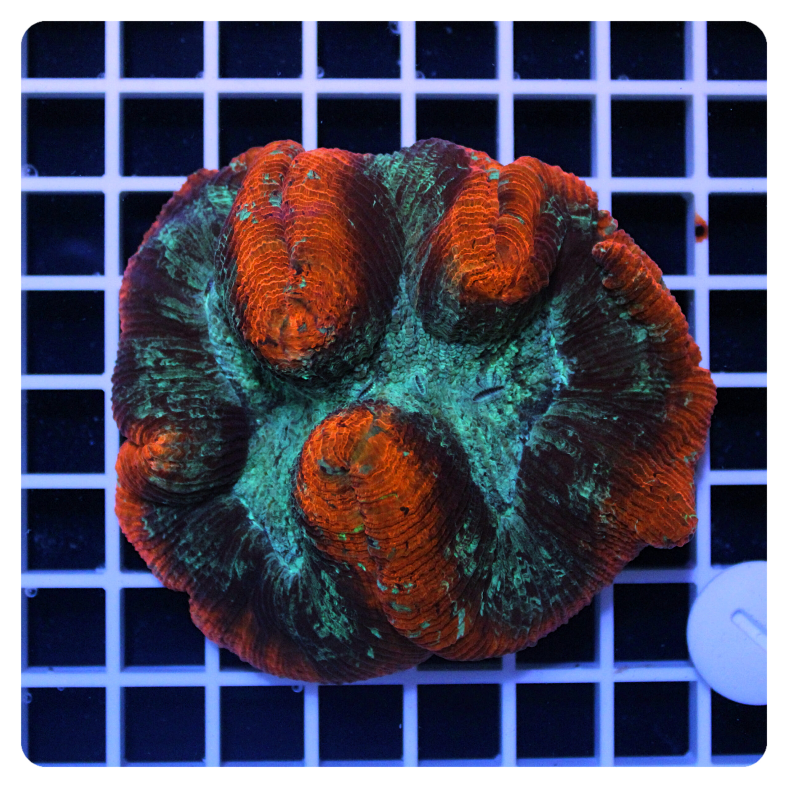 Trachyphyllia geoffroy Trachyphyllia geoffroy