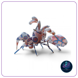 Hymenocera picta