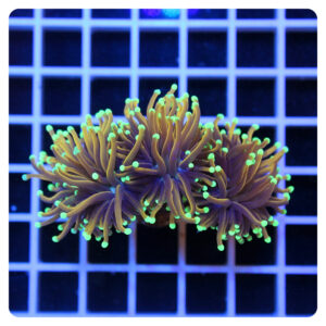 Euphyllia glabrescens