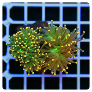 Euphyllia glabrescens