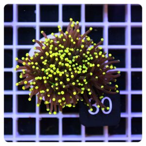 Euphyllia glabrescens
