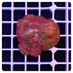 fungia 3