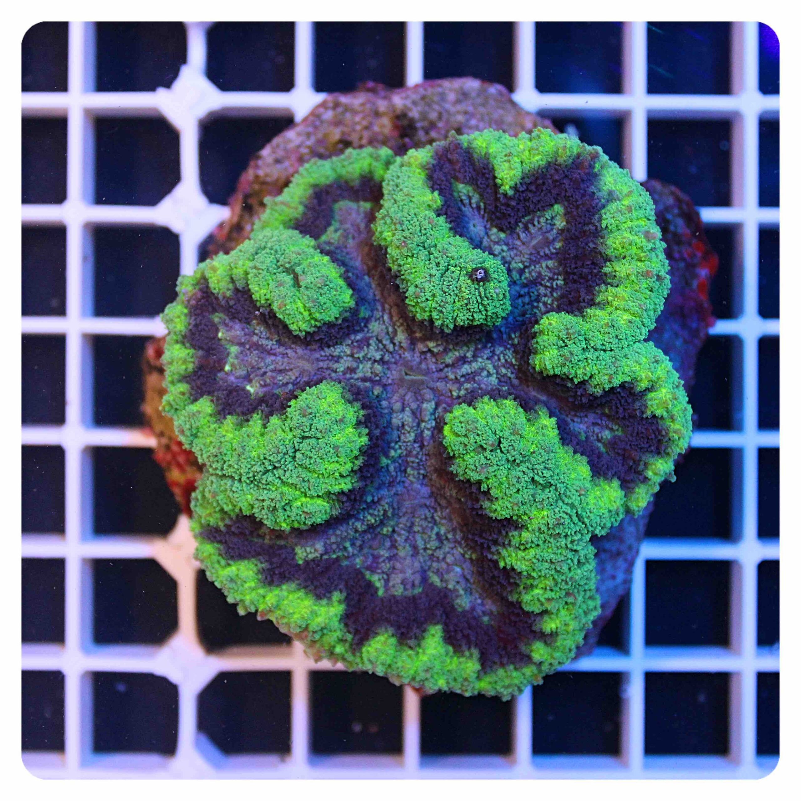 Lobophyllia