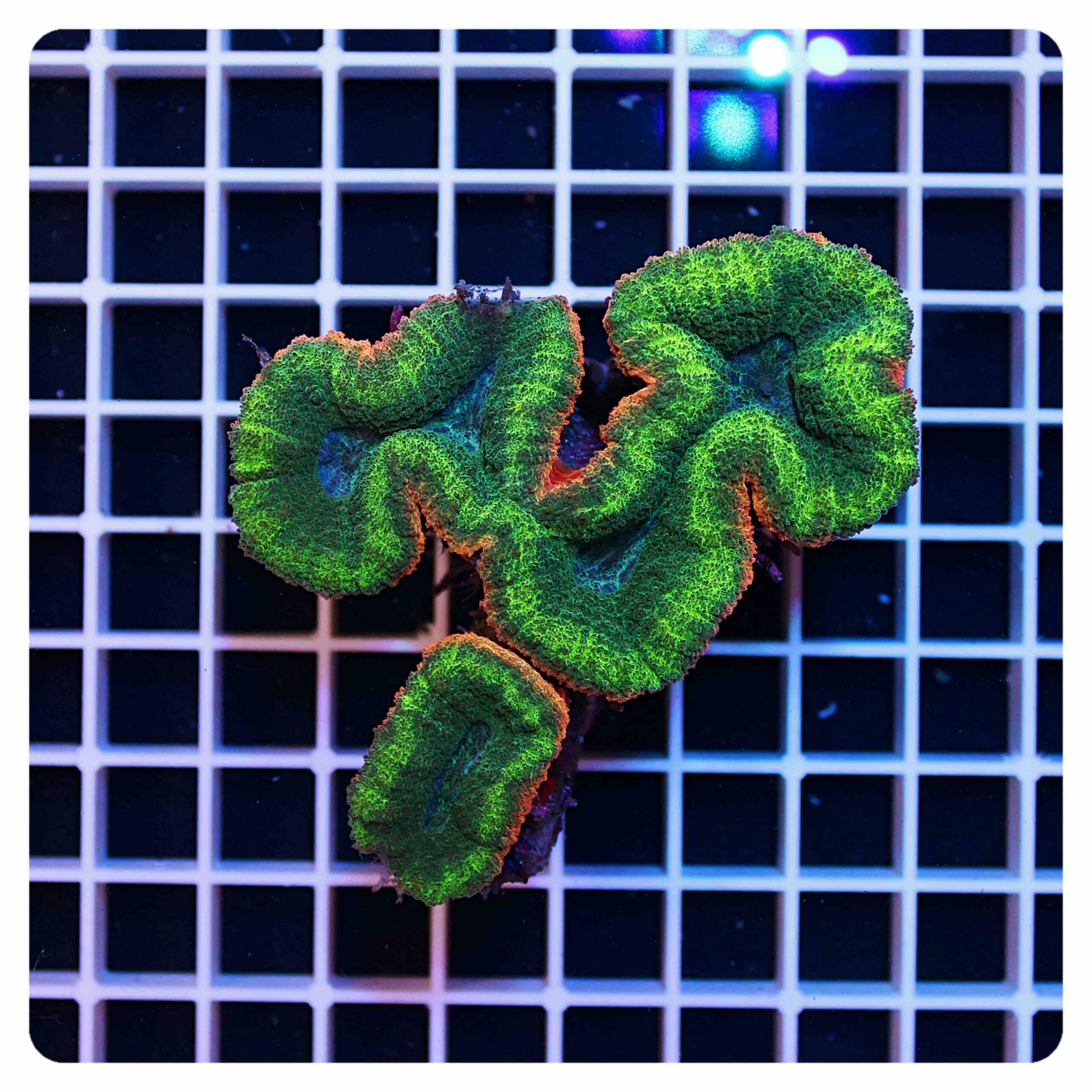 Lobophyllia