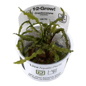 Cryptocoryne Crisatula
