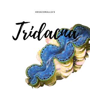 Tridacna