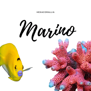 Acqua Marina