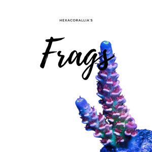 Frag