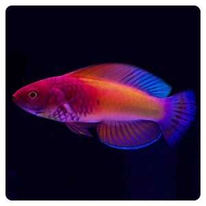 cirrhilabrus rubrisquamis