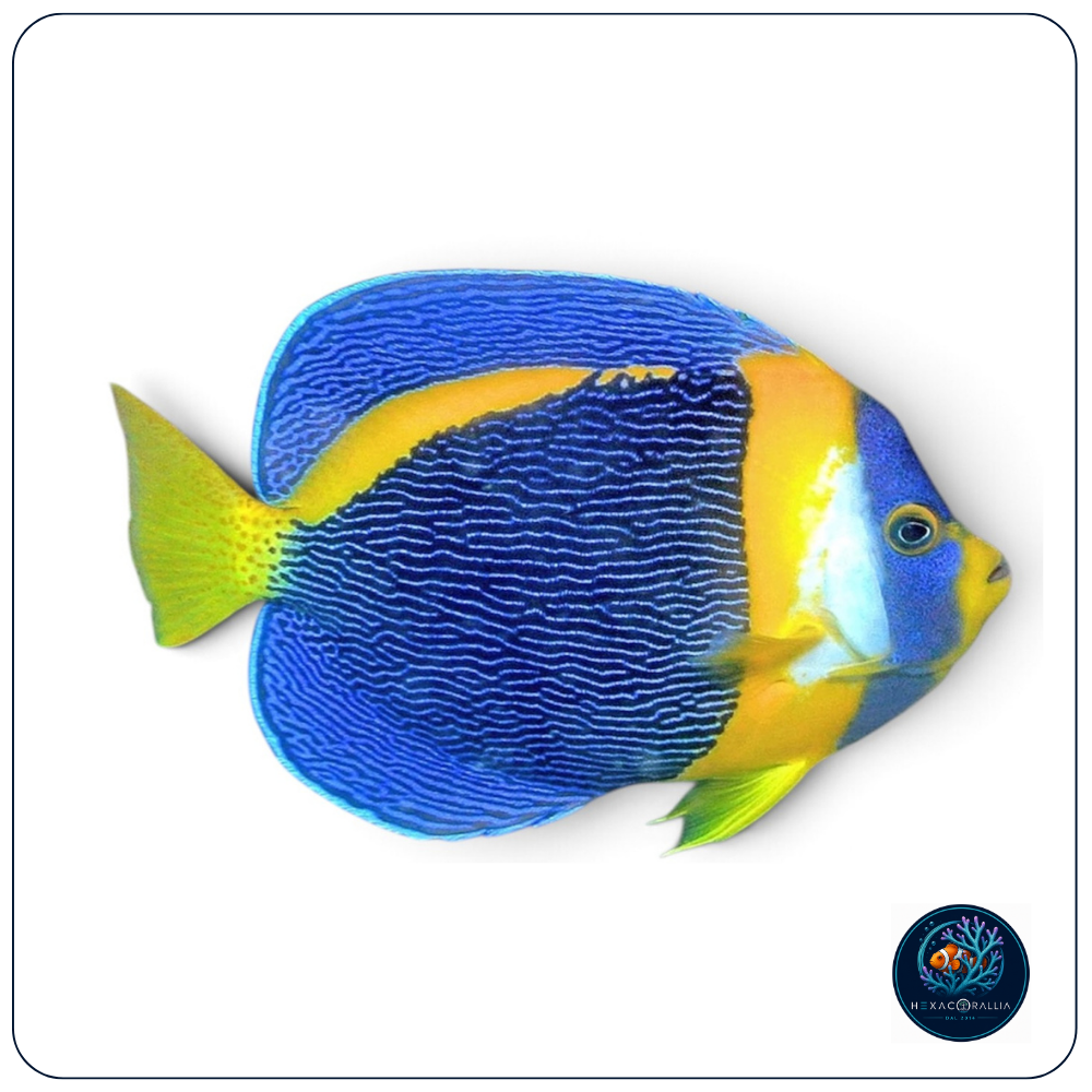 Chaetodontoplus duboulayi male