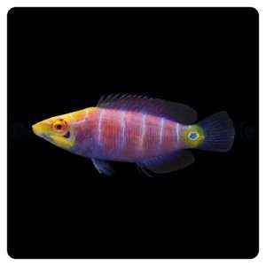 pseudocheilinus_ocellatus
