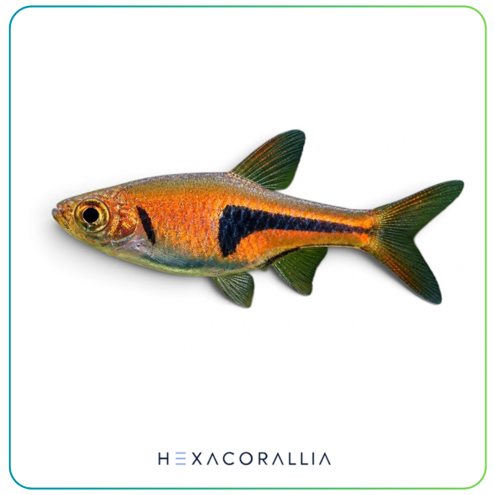 Rasbora espei