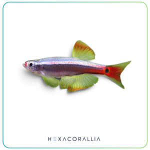 Tanichthys albonubes long fin