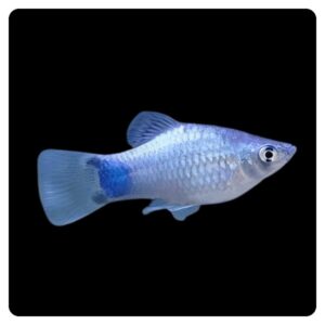 Xiphophorus Maculatus blue neon moon