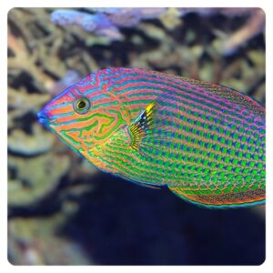Halichoeres marginatus