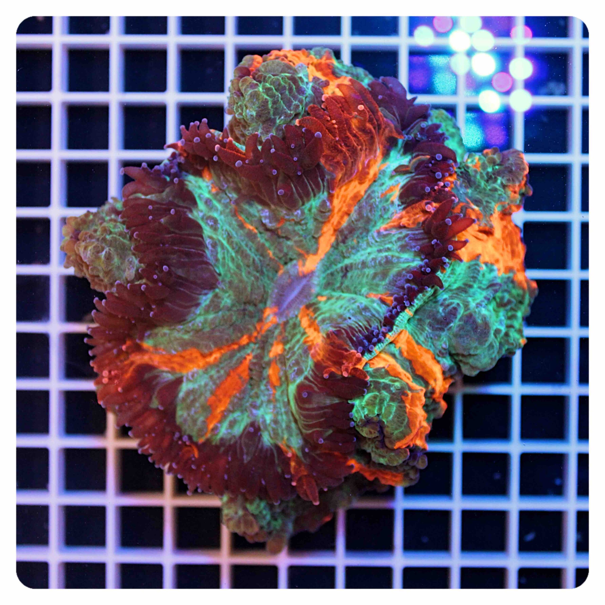 Acanthophyllia deshayesiana