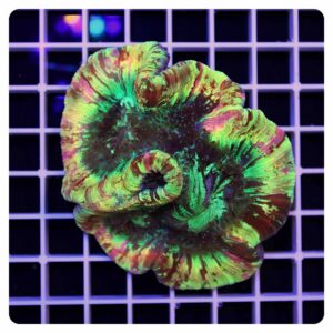Trachyphyllia geoffroyi