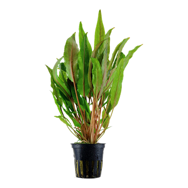 Cryptocoryne undulata Cryptocoryne undulata