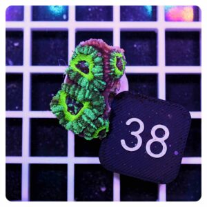 Acanthastrea lordhowensis