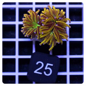 Euphyllia glabrescens NYK