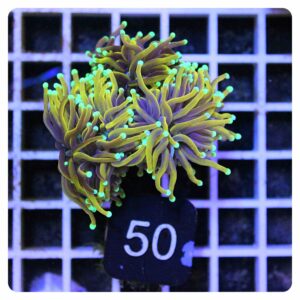 Euphyllia glabrescens