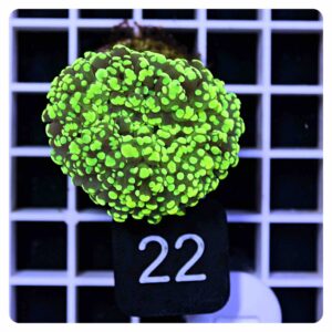 Euphyllia paradivisa