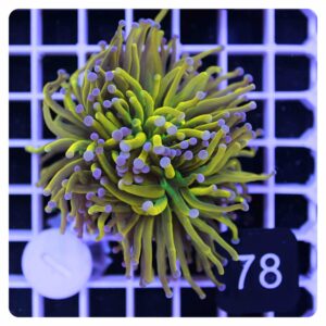 Euphyllia glabrescens