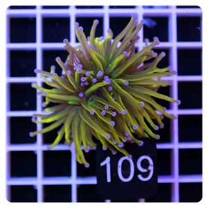 Euphyllia glabrescens holy grail - Hexacorallia Roma