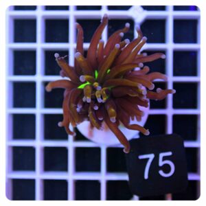 Euphyllia glabrescens 