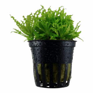 Pogostemon Helferi