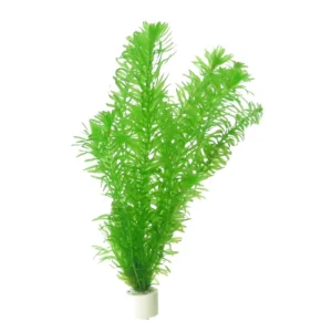 Egeria Densa